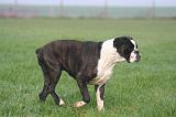 BOXER 450